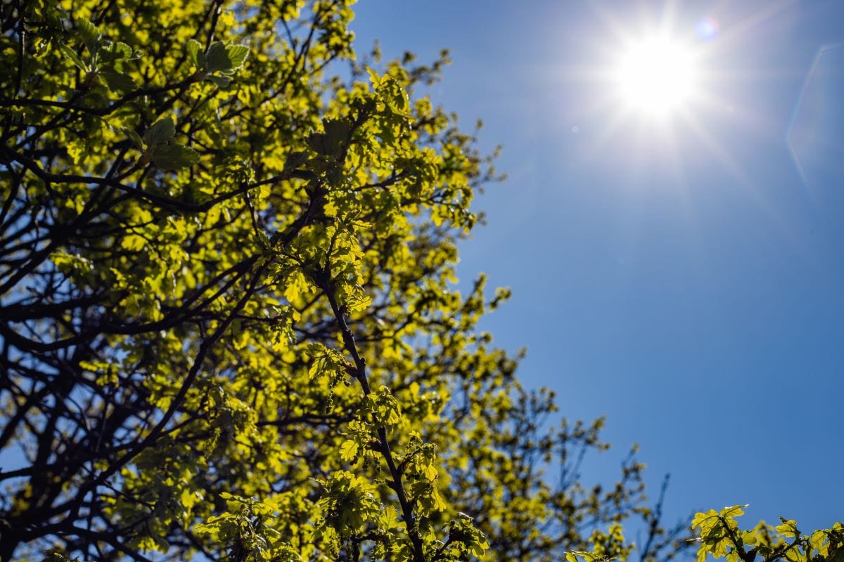 ¿Cómo reducir el calor en casa y refrescar los interiores?